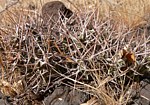 Euphorbia marsabitensis Marsabit SZ GPS180 Kenya 2012_PV1138.jpg